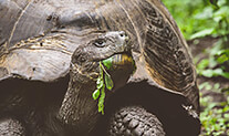 galapagos tortoise